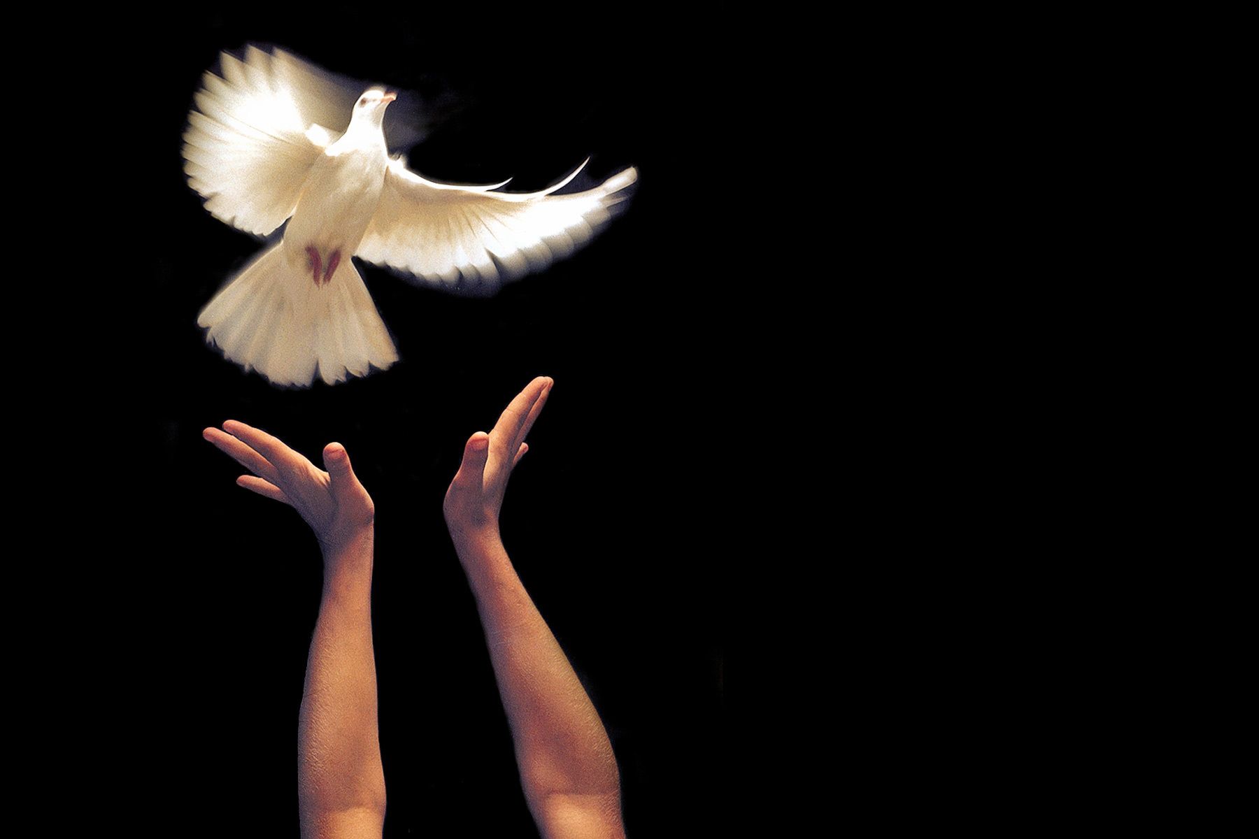 Dove Release