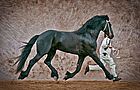 Friesian Horse Trotting
