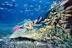 Snorkeling with fish
