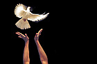 Dove Release
