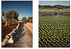 Olive trees and farm workers
