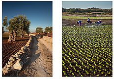 Olive trees and farm workers
