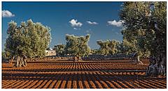 Olive Trees
