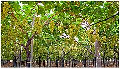 Puglia Grape Vinyard
