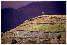Terrace Farming in Panama
